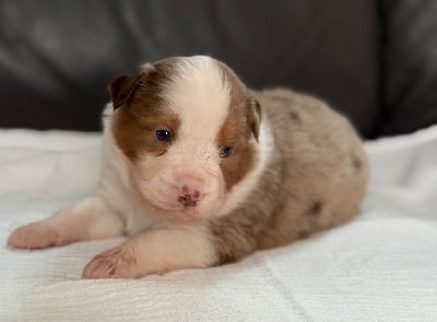 Les chiots de Berger Américain Miniature 
