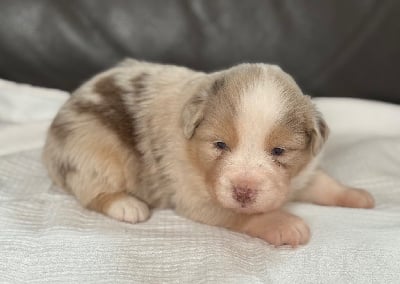 Les chiots de Berger Américain Miniature 