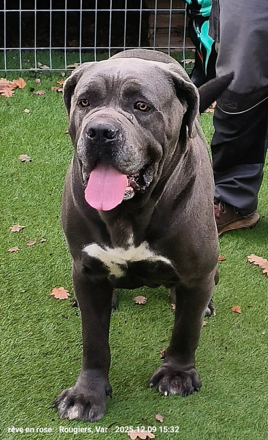 Remus Des Deesses Du Temple