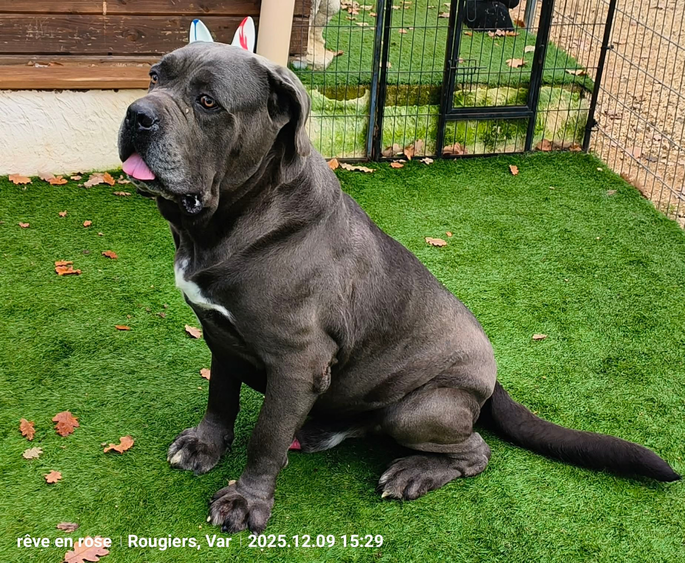 Remus Des Deesses Du Temple