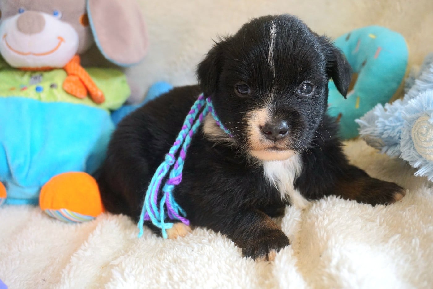 Chiot N°9