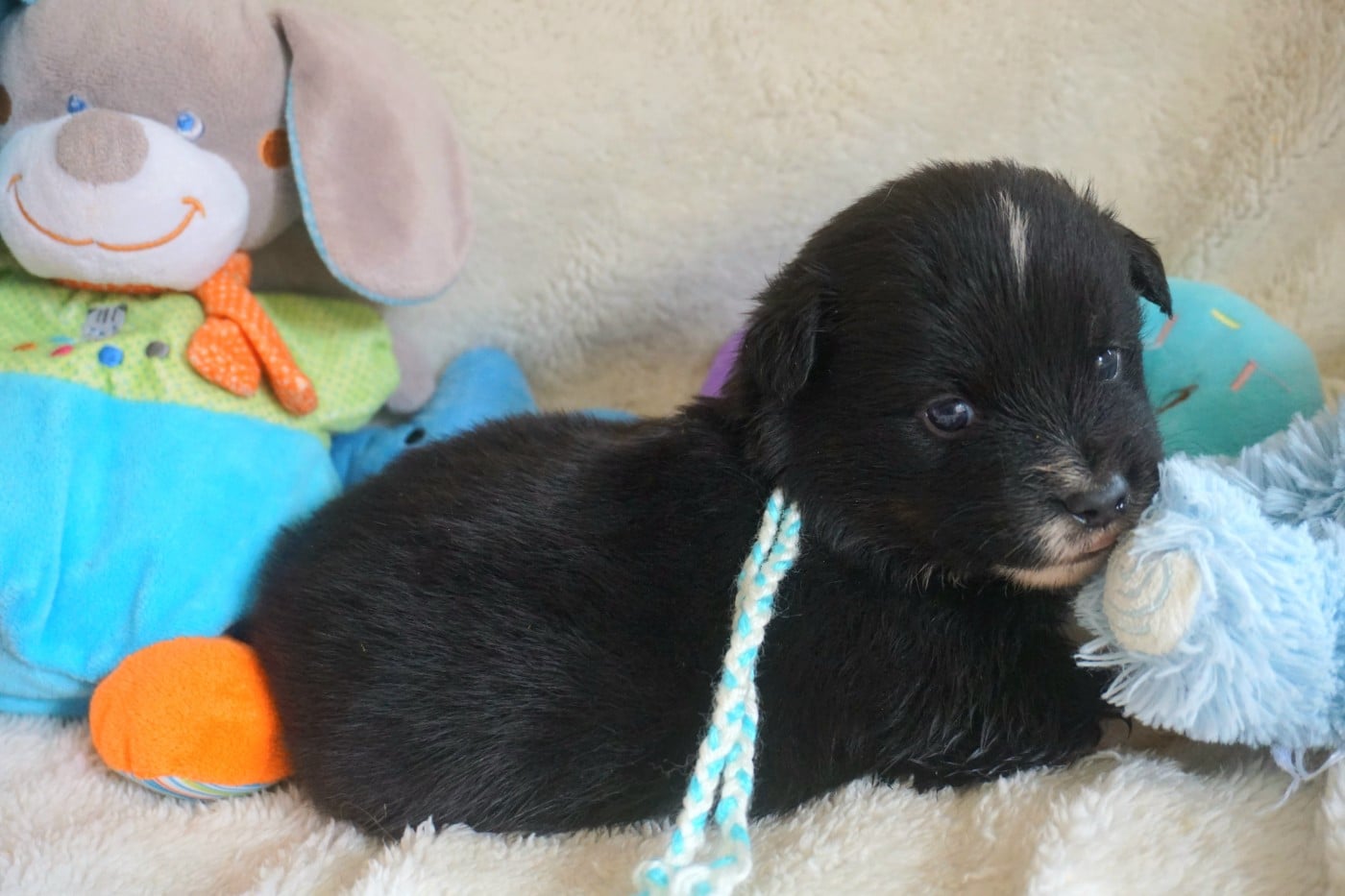 Chiot N°8