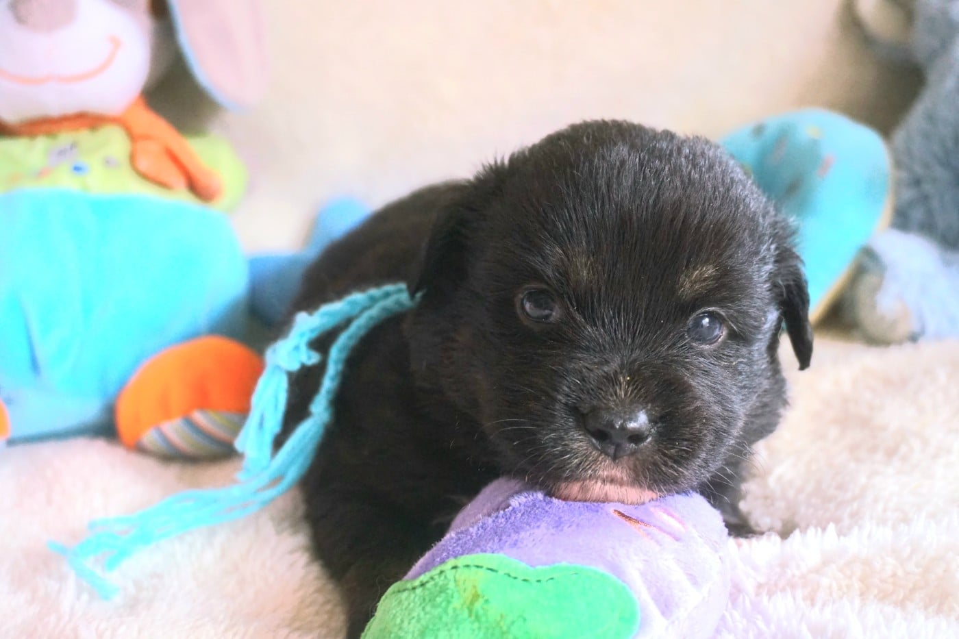 Chiot N°7