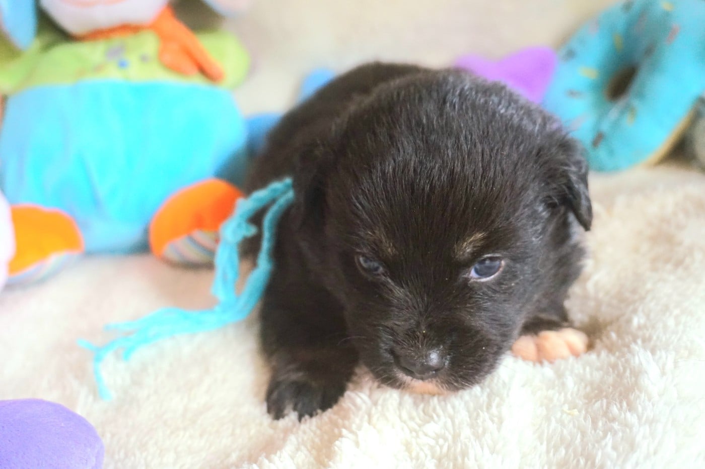 Chiot N°7