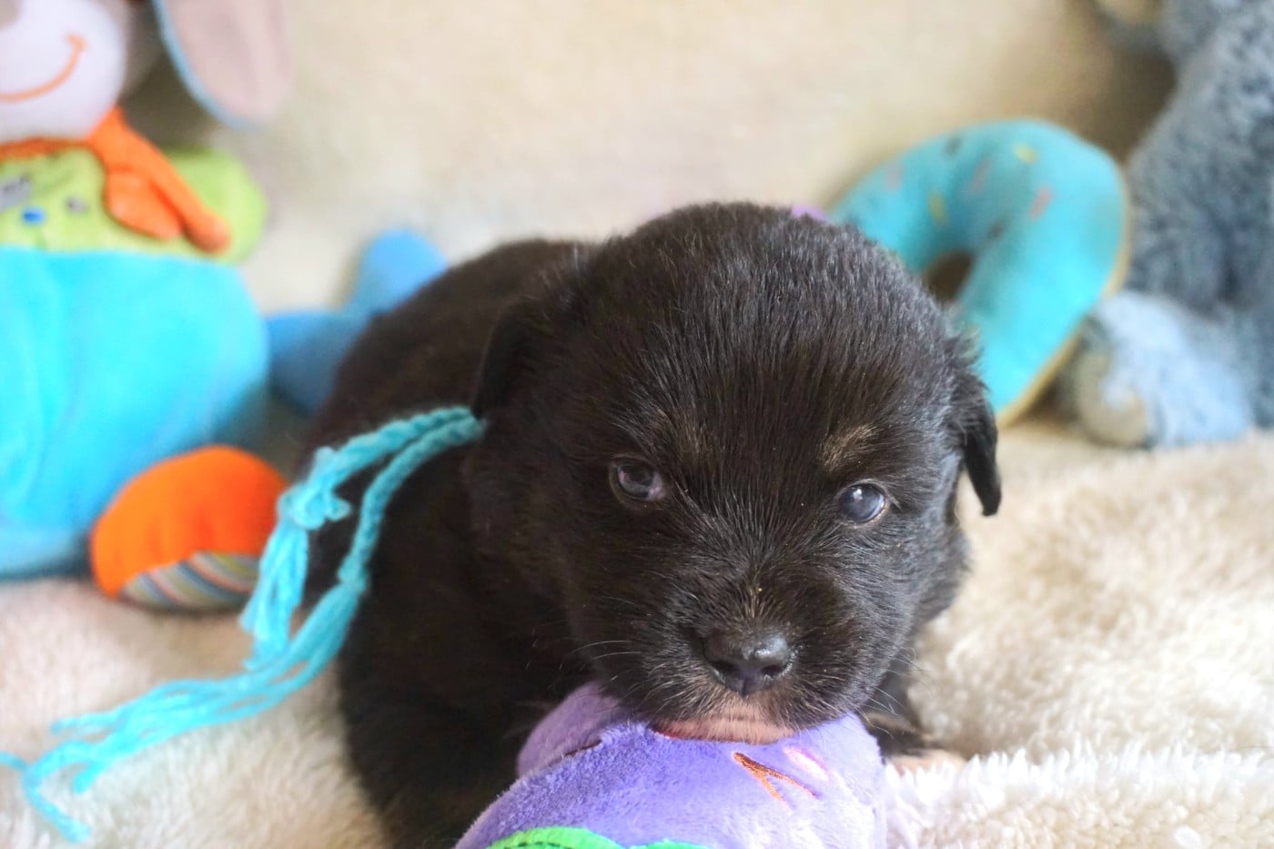 Chiot N°7
