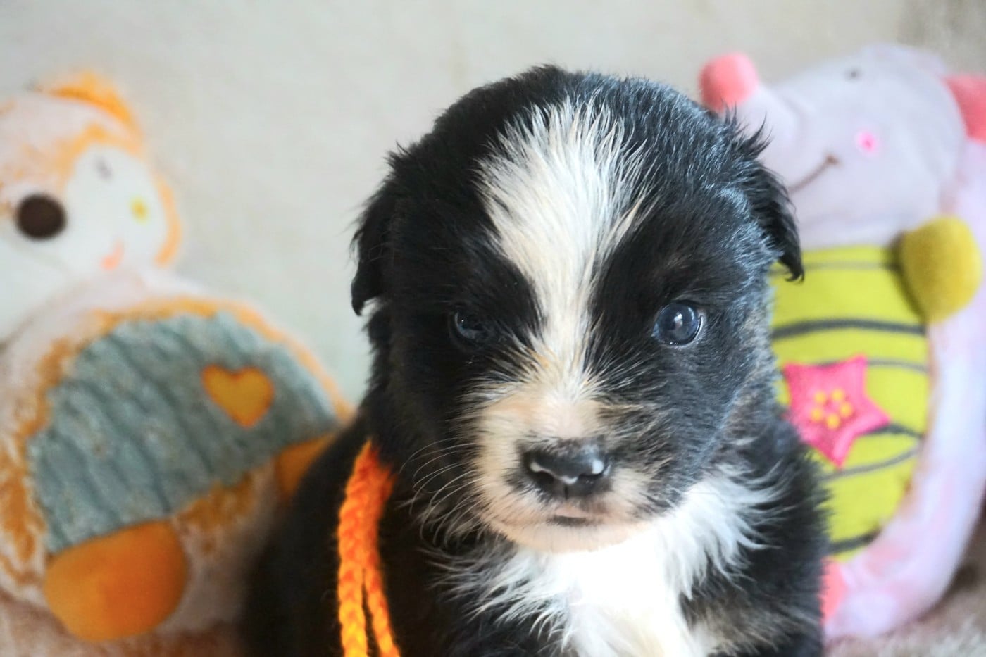 Chiot N°6