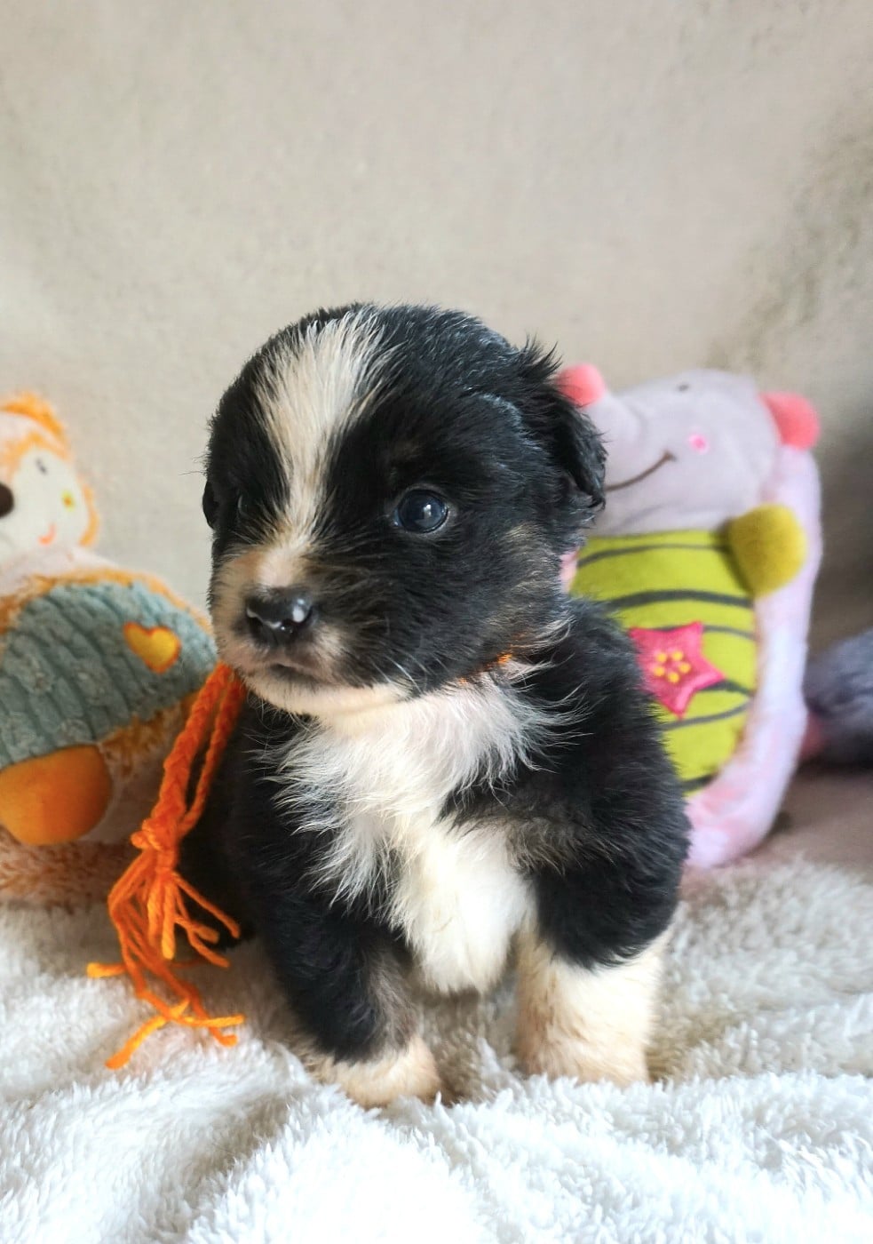 Chiot N°6
