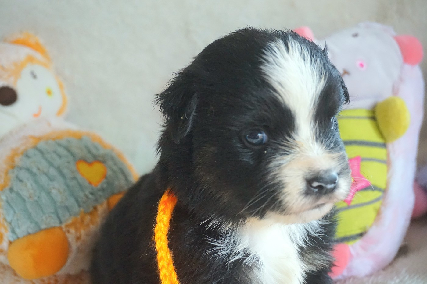 Chiot N°6