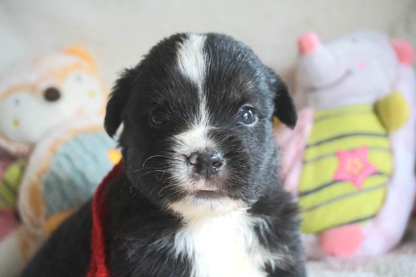 Chiot N°5