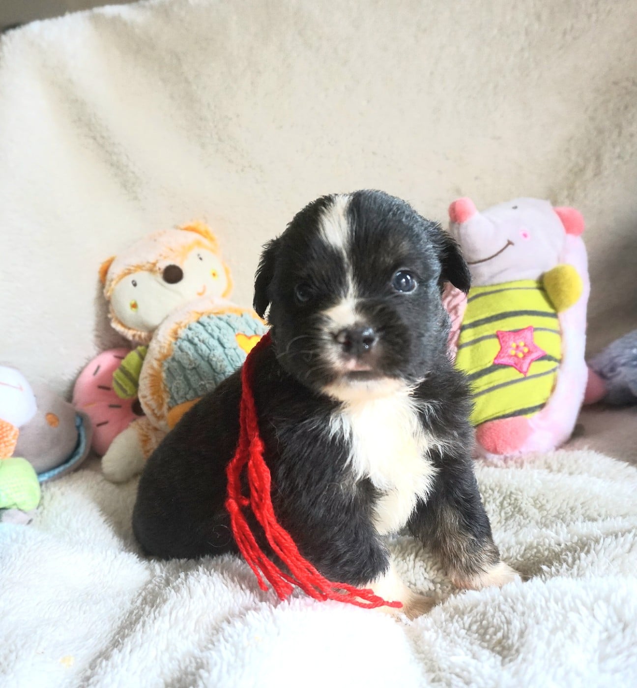 Chiot N°5