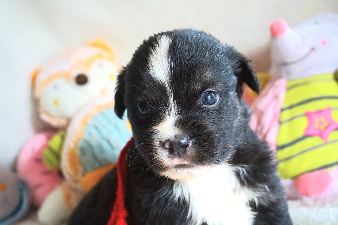 Chiot N°5