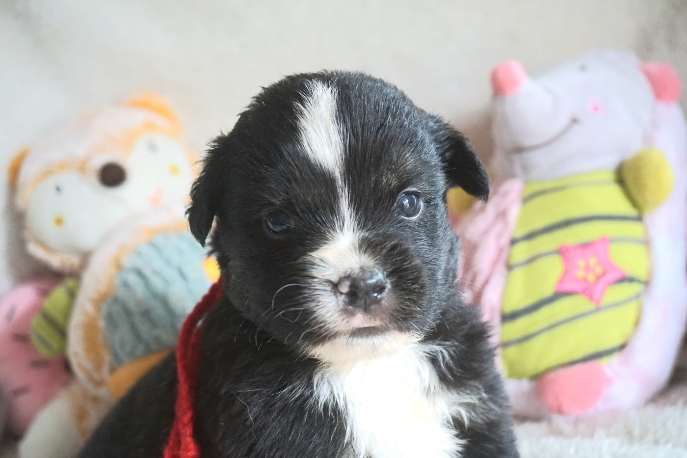 Chiot N°5
