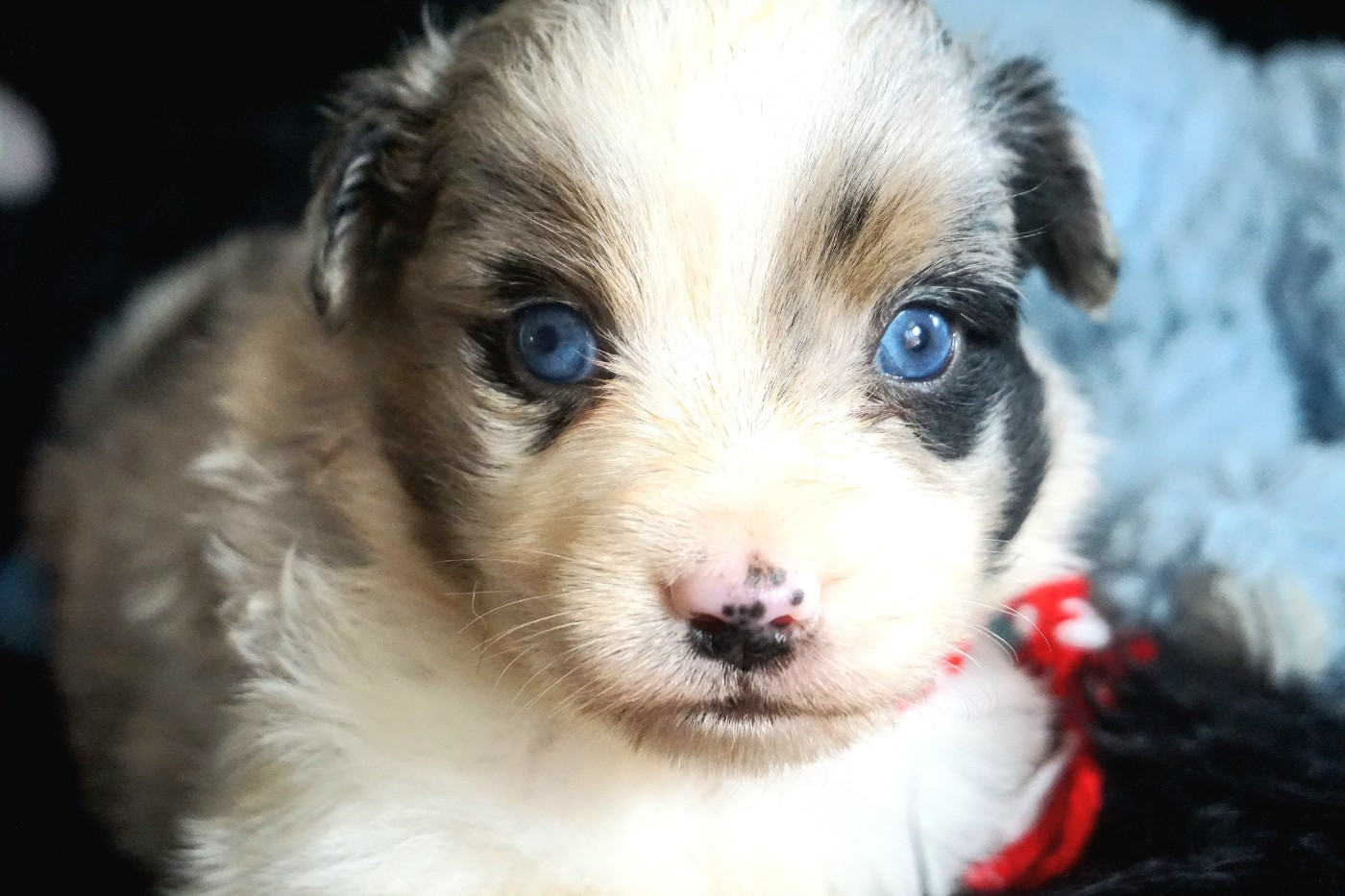 Chiot N°3