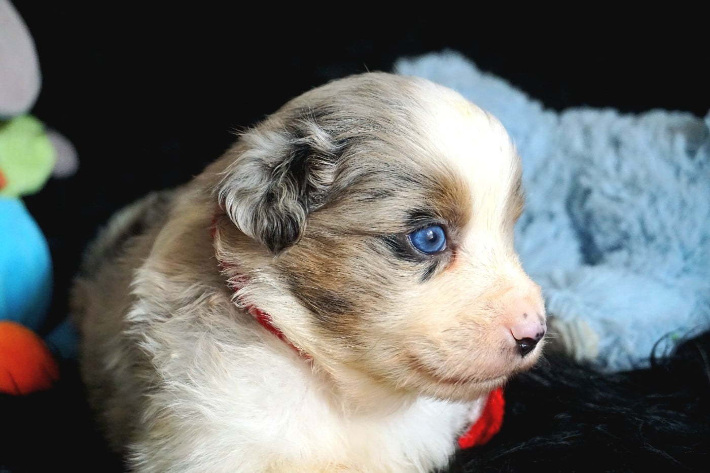 Chiot N°3