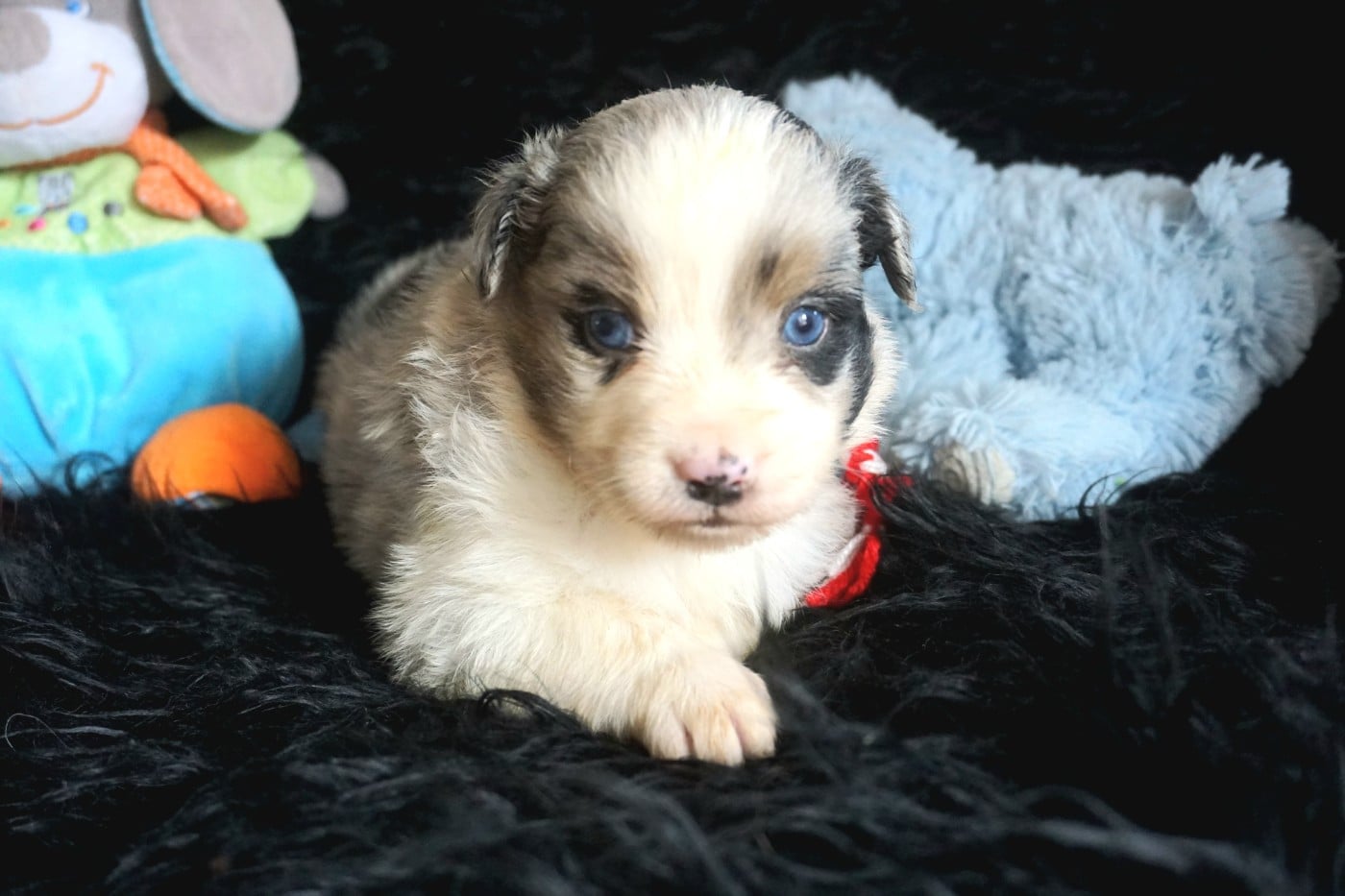Chiot N°3
