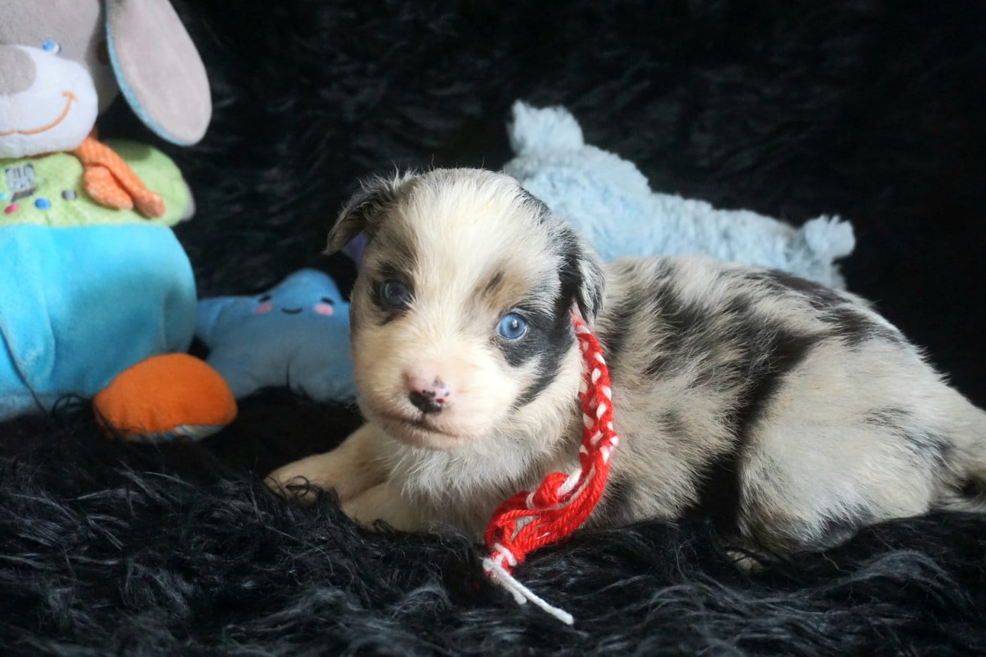 Chiot N°3