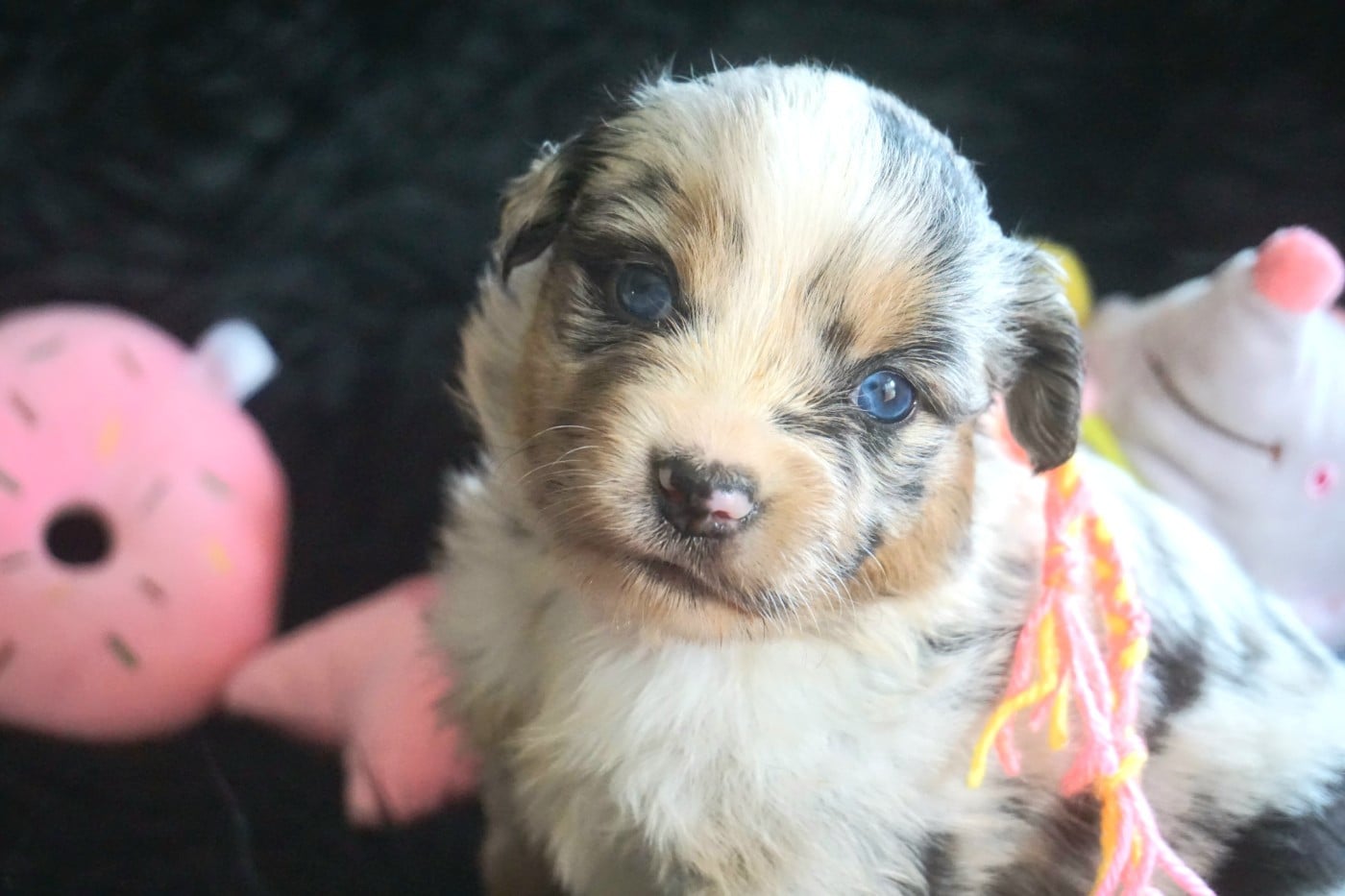 Chiot N°1