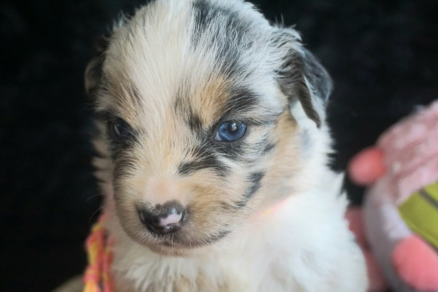 Chiot N°1