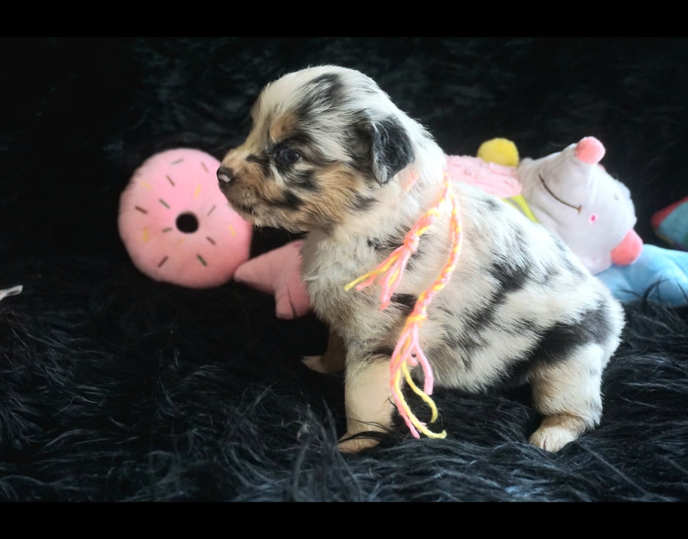 Chiot N°1