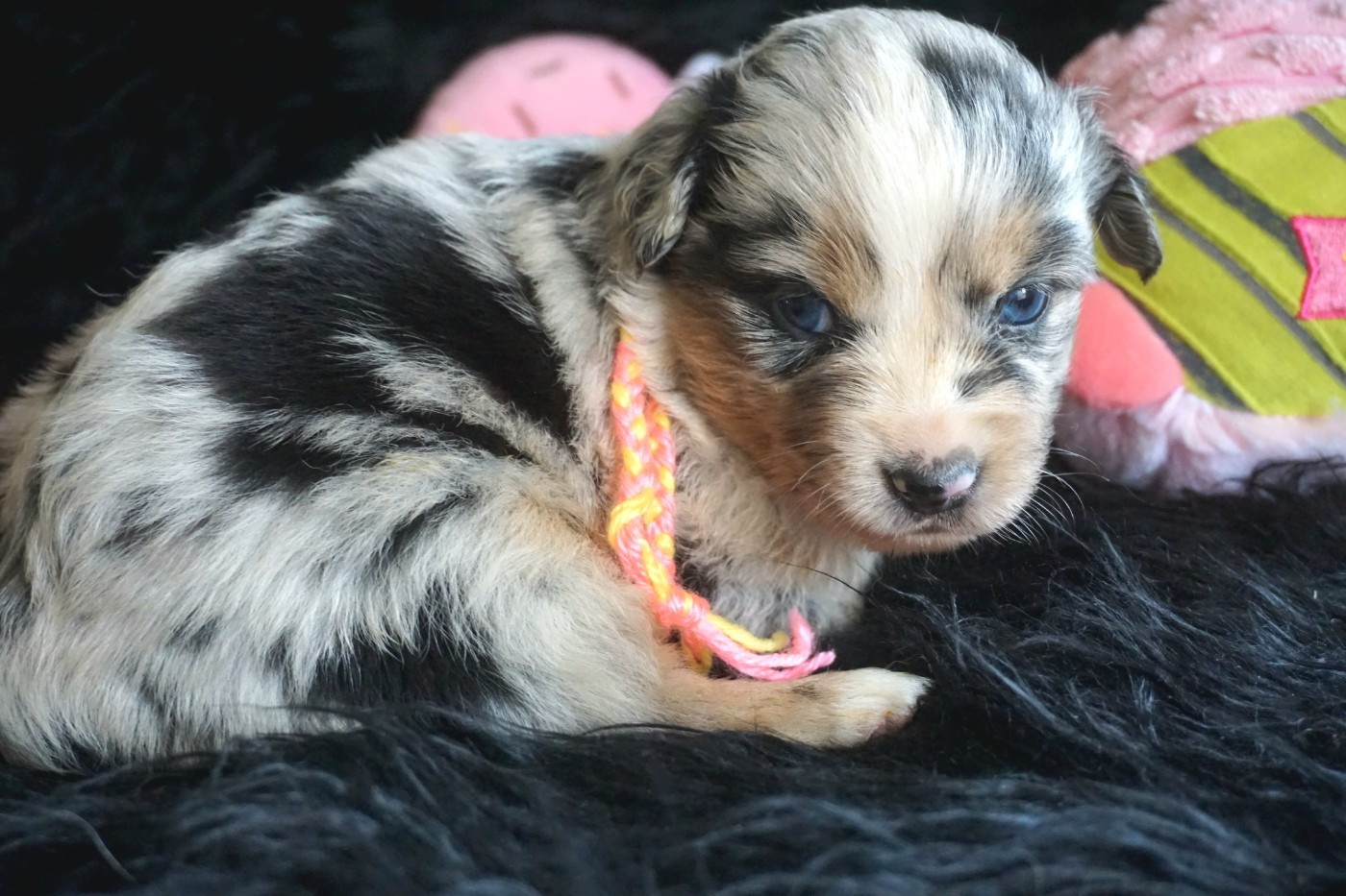 Chiot N°1