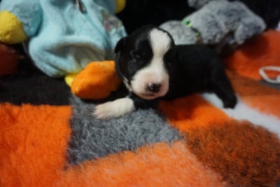 Les chiots de Berger Américain Miniature 