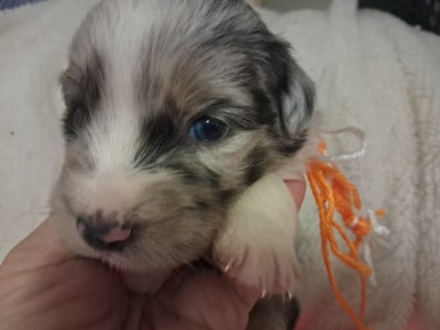 Les chiots de Berger Américain Miniature 