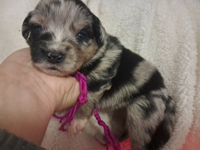 Les chiots de Berger Américain Miniature 