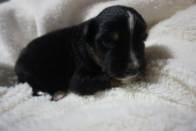 Les chiots de Berger Américain Miniature 