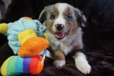 Les chiots de Berger Américain Miniature