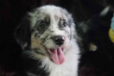 Les chiots de Berger Américain Miniature