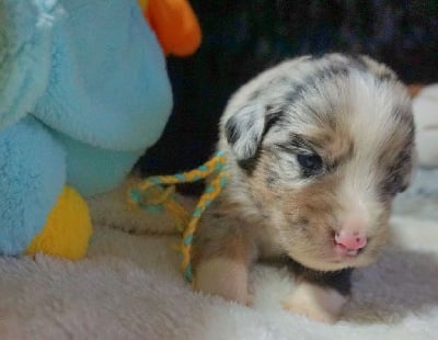 Les chiots de Berger Américain Miniature 
