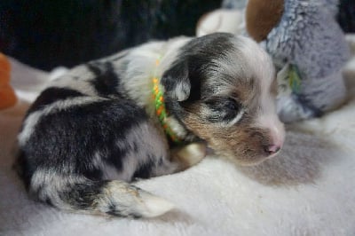 Les chiots de Berger Américain Miniature 