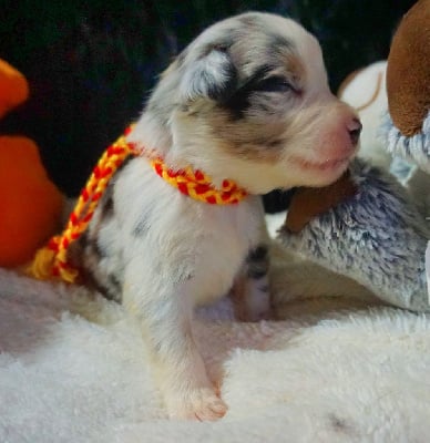 Les chiots de Berger Américain Miniature 