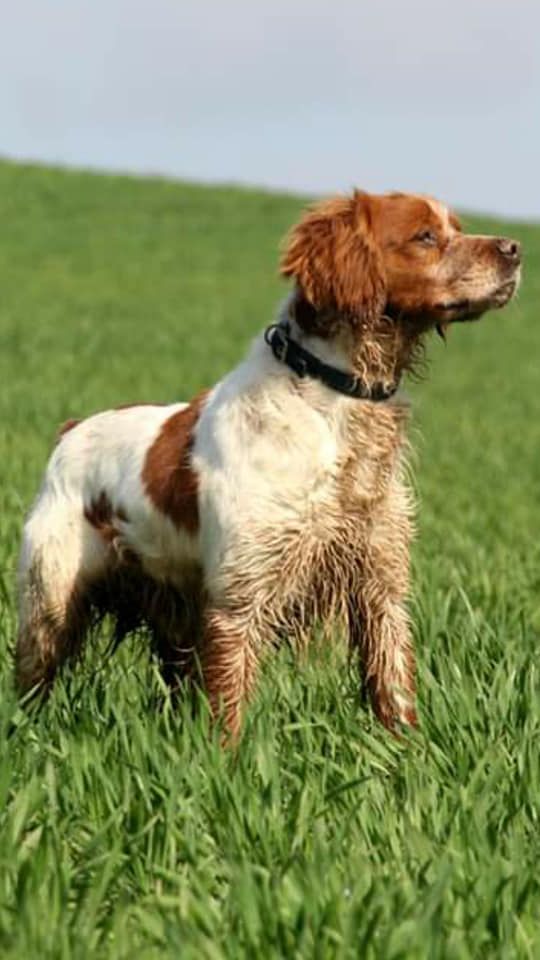 Publication : Breton'el den