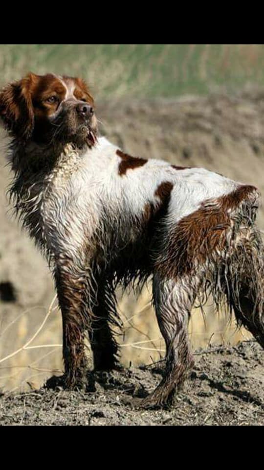 Publication : Breton'el den