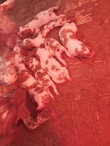 chiot Epagneul Breton Breton'el den