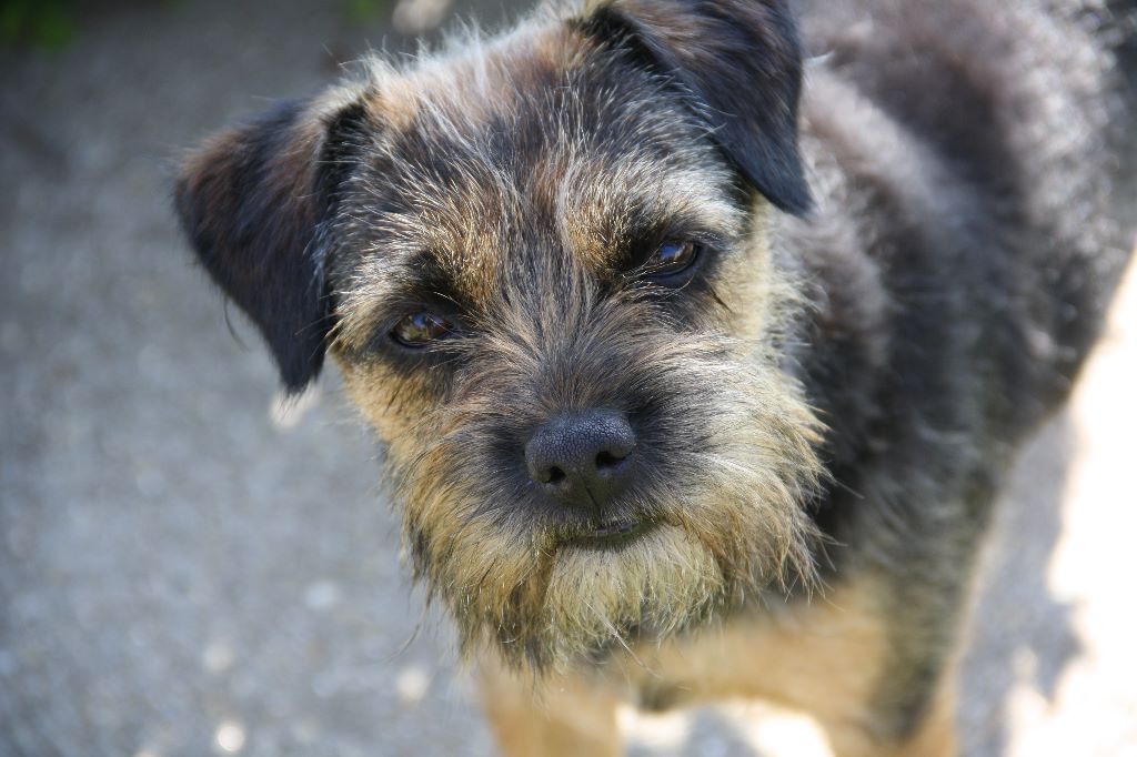 Accueil Elevage Des Clairières Du Temps eleveur de chiens Border