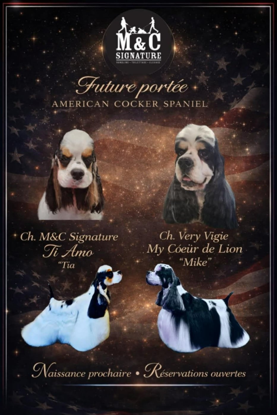American Cocker Spaniel - M And C Signature
