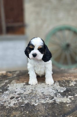 Les chiots de American Cocker Spaniel