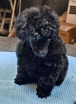 Les chiots de Caniche