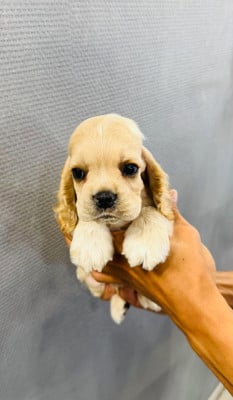 American Cocker Spaniel