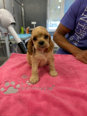 Les chiots de American Cocker Spaniel