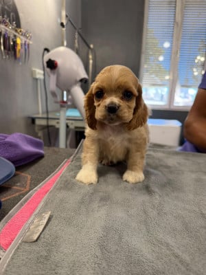Les chiots de American Cocker Spaniel
