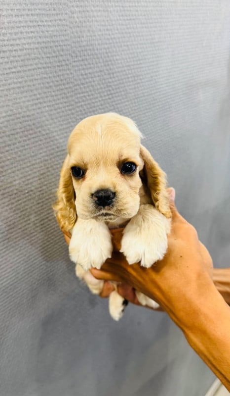 American Cocker Spaniel - M And C Signature
