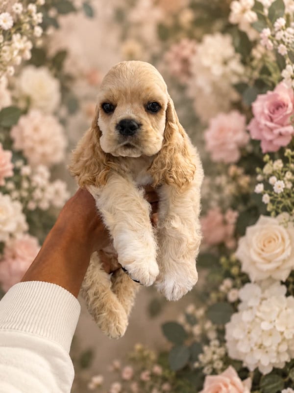 American Cocker Spaniel - M And C Signature