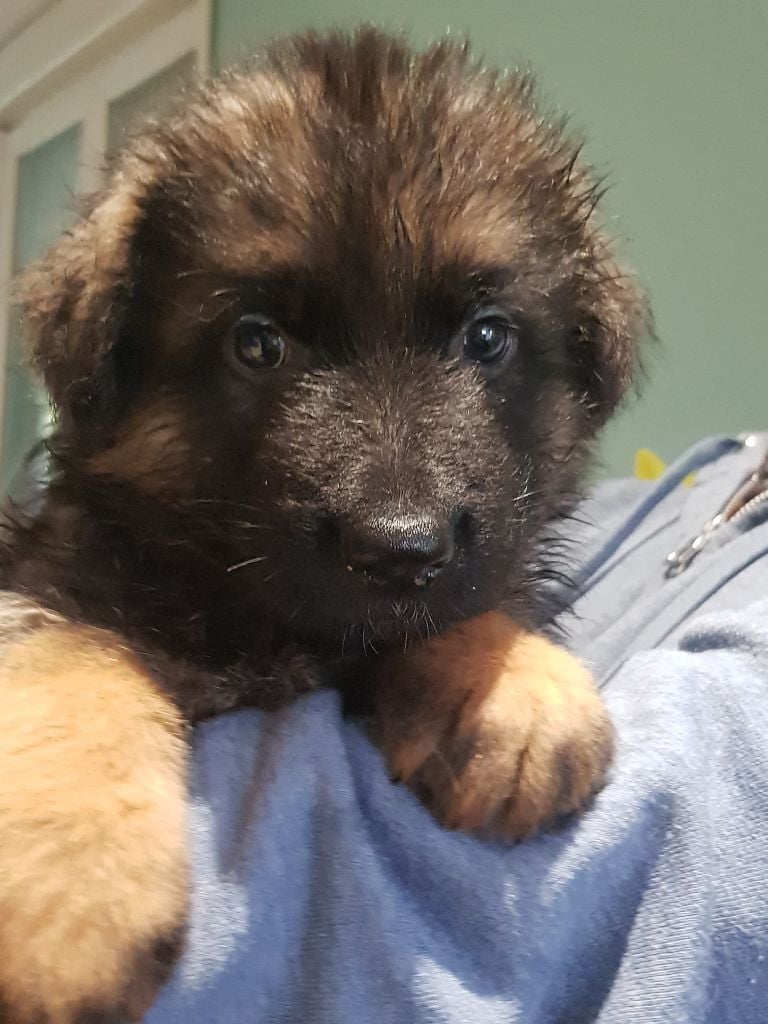 Chiot Berger Allemand Poil Long à Vendre