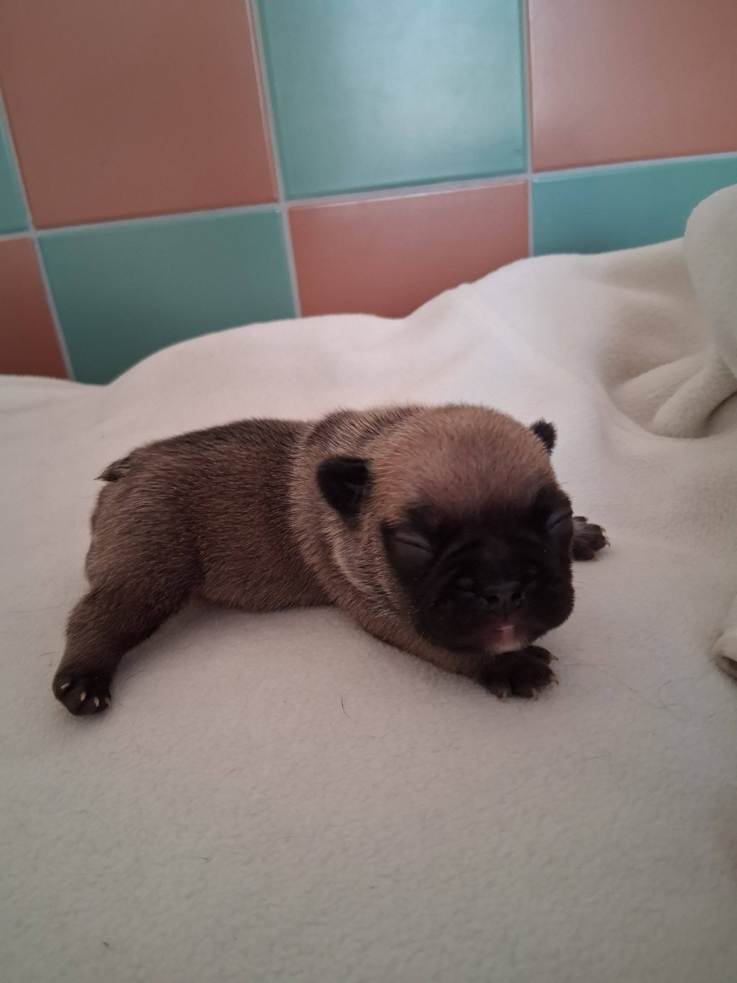 CHIOT 1 - Bouledogue français