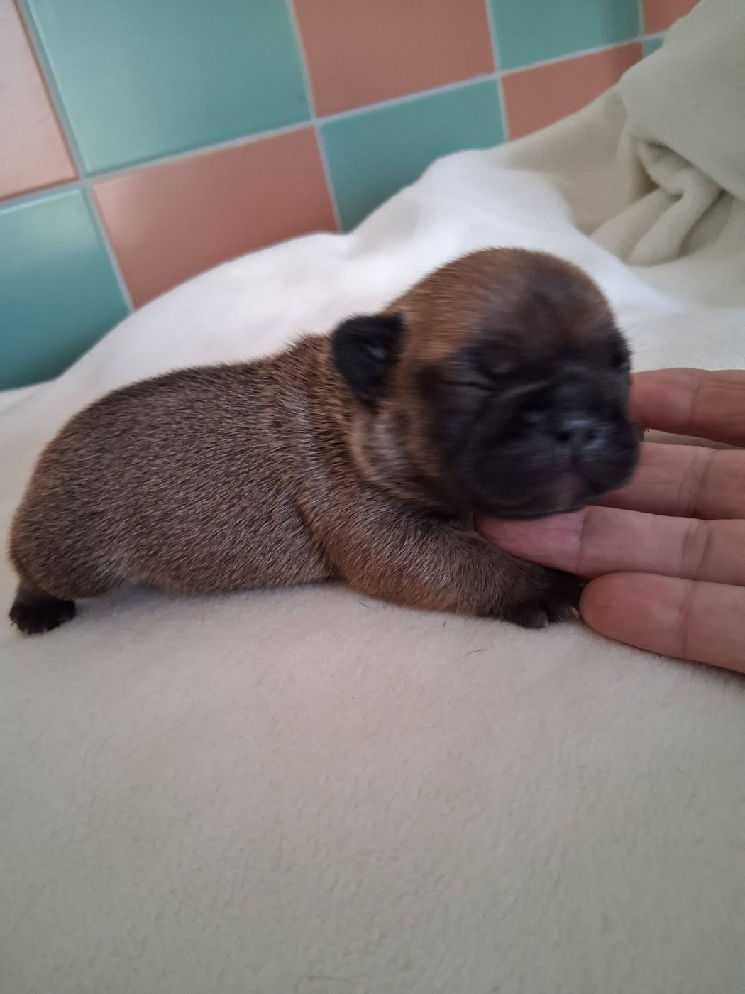 CHIOT 4 - Bouledogue français