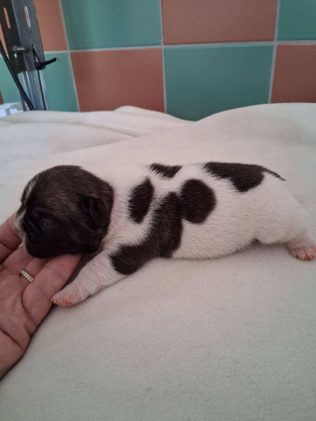 CHIOT 5 - Bouledogue français