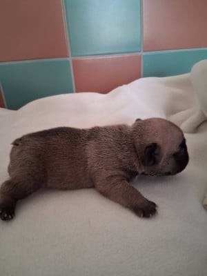 Les chiots de Bouledogue français